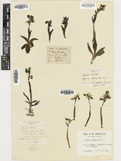 Ophrys sphegodes Mill. - BM000954293