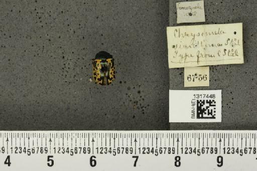 Calligrapha (Polyspila) diversa (Stål, 1859) - BMNHE_1317448_16677