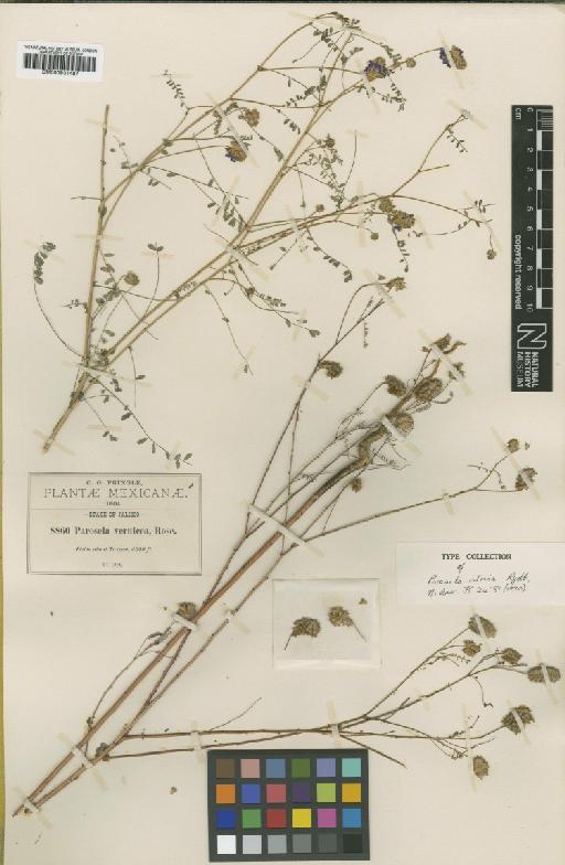 Dalea foliolosa var. citrina (Rydb) Barneby - BM000931487