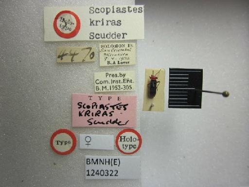 Scopiastes kriras Scudder, 1963 - Scopiastes kriras-BMNH(E)1240322-Holotype female dorsal & labels