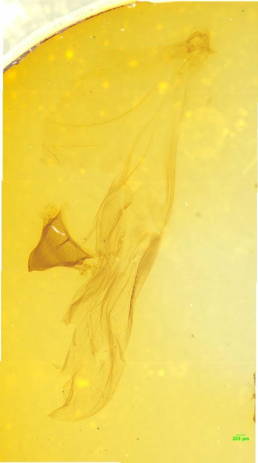 Aphodiinae Leach, 1815 - 010189675___6