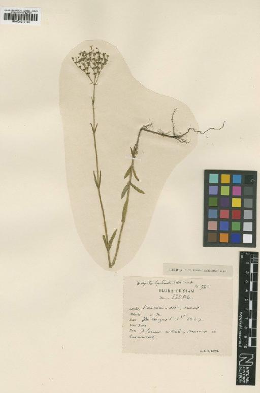 Hedyotis lychnidifolia Craib - BM000945148