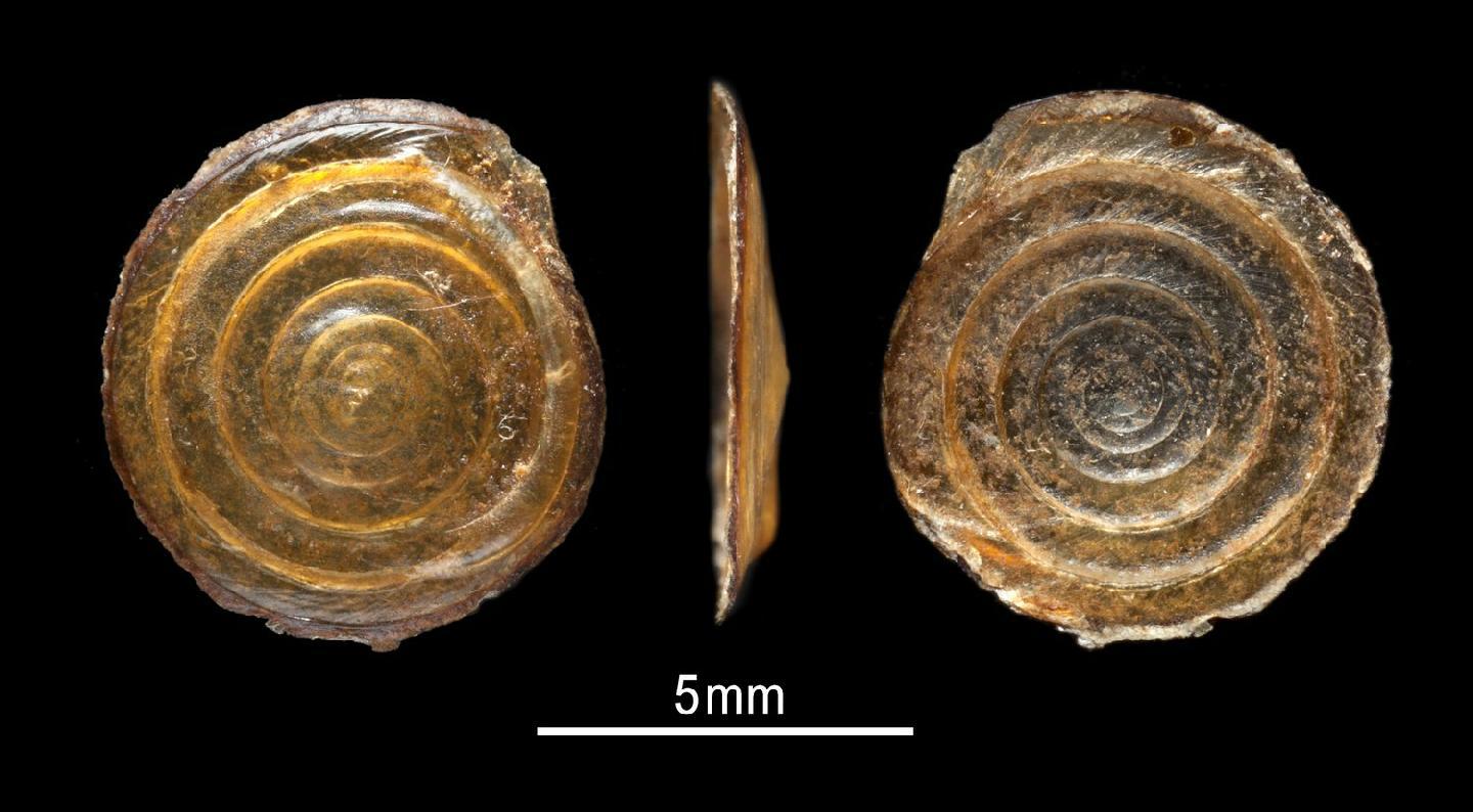 To NHMUK collection (Cyclophorus cratera Benson, 1856; SYNTYPE(S); NHMUK:ecatalogue:5547869)