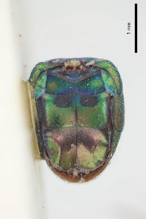 Chrysis hedychroides Bingham, C.T., 1903 - Chrysis_hedychroides-BMNH(E)#970901_type-metasoma_ventral-3_2X