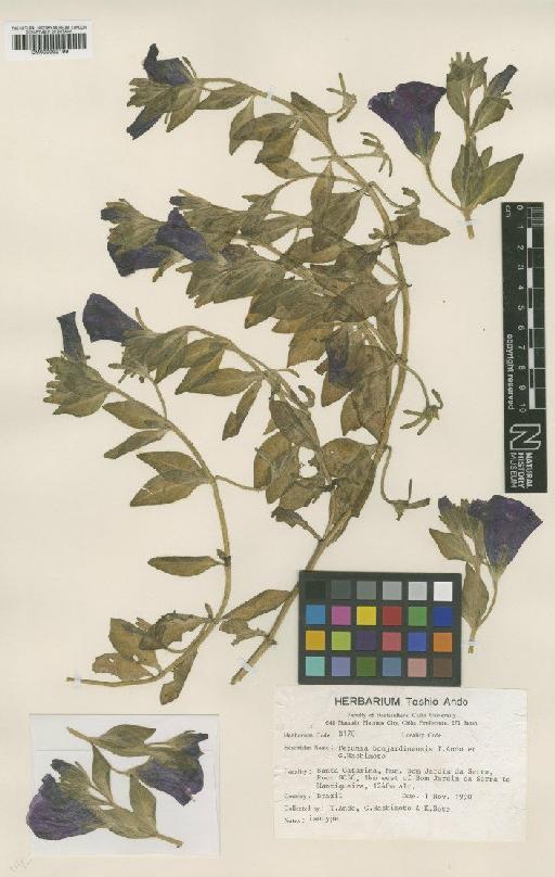Petunia bonjardinensis T.Ando & Hashim. - BM000992199