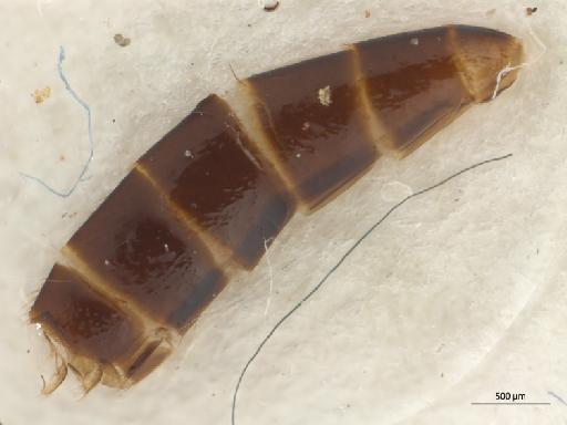 Dynatosoma cochleare Strobl, 1895 - 010626412_Dynatosoma_cohleare_abdomen