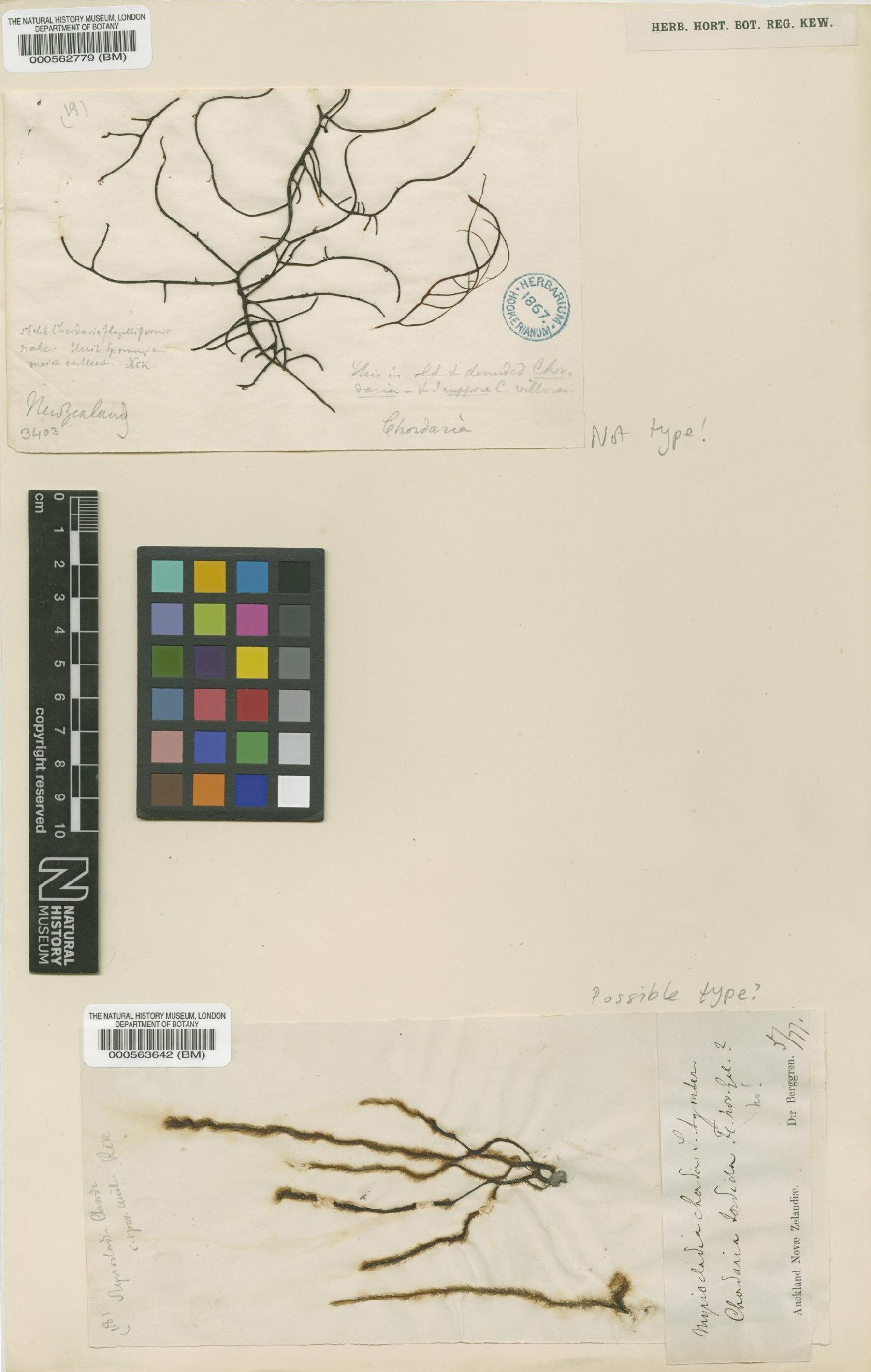 To NHMUK collection (Myriogloea intestinalis (Harvey) Lindauer, V.J.Chapm. & S.G.Aiken; TYPE; NHMUK:ecatalogue:4723568)