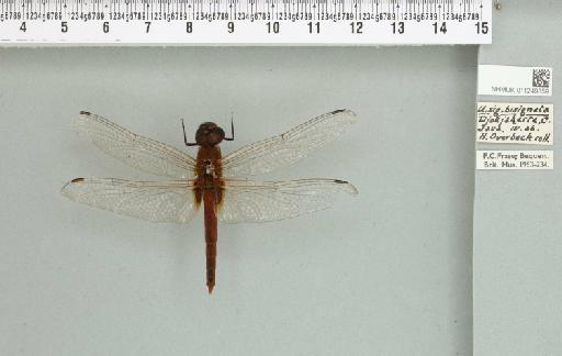 Urothemis bisignata Brauer, 1868 - 011249859_804407_1257373_2