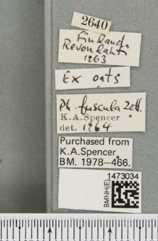 Chromatomyia fuscula (Zetterstedt, 1838) - BMNHE_1473034_label_48307