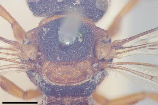 Epeolus zonatus Smith, F., 1854 - 010812211-NHMUK-Epeolus_zonatus-female-syntype-mesosoma-dorsal-3_2x