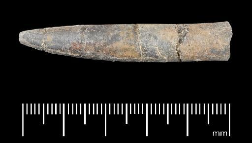 Simpsonibelus expansus (Simpson) - PI CC 1311 - belemnite