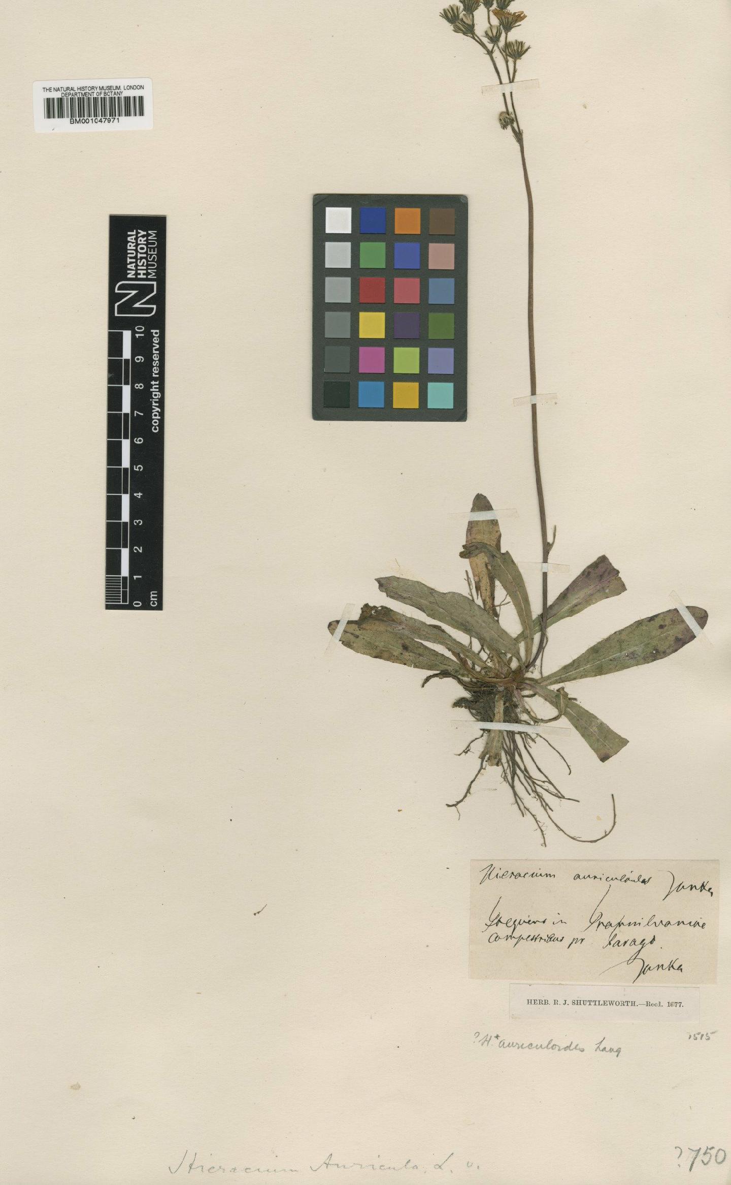 To NHMUK collection (Hieracium auriculoides Lang; NHMUK:ecatalogue:2820350)