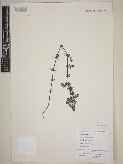 Galium verum L. - BM013858005