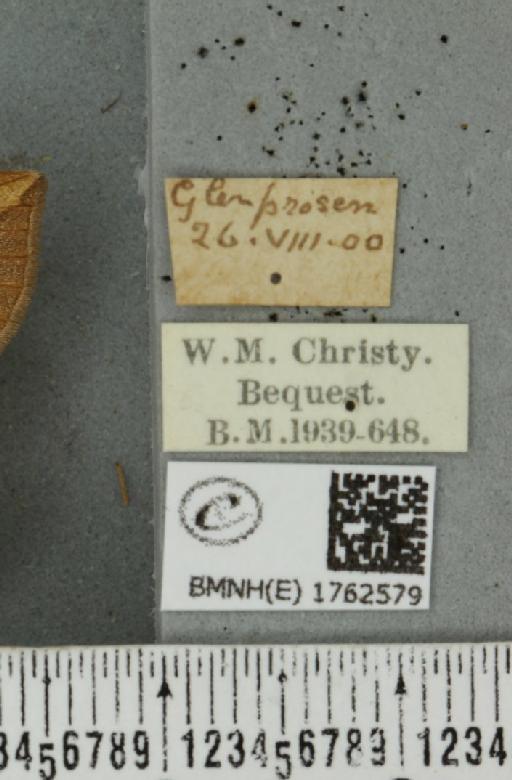 Eulithis populata (Linnaeus, 1758) - BMNHE_1762579_label_344066