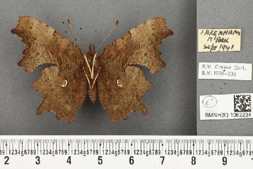 Polygonia c-album (Linnaeus, 1758) - BMNHE_1062234_23037