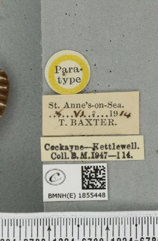 Abraxas grossulariata ab. nigrovelata Cockayne, 1939 - BMNHE_1855448_label_416132