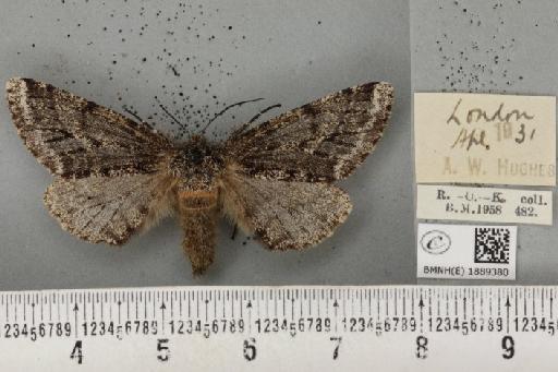 Lycia hirtaria ab. fumaria Haworth, 1809 - BMNHE_1889380_457502