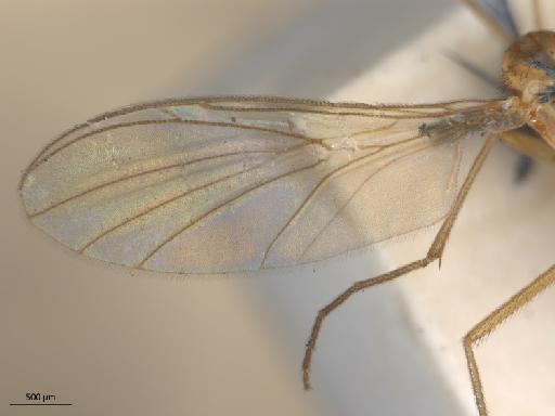 Macrocera anglica Edwards, 1925 - Macrocera_anglica-HT_BMNH236641-wing.jpg