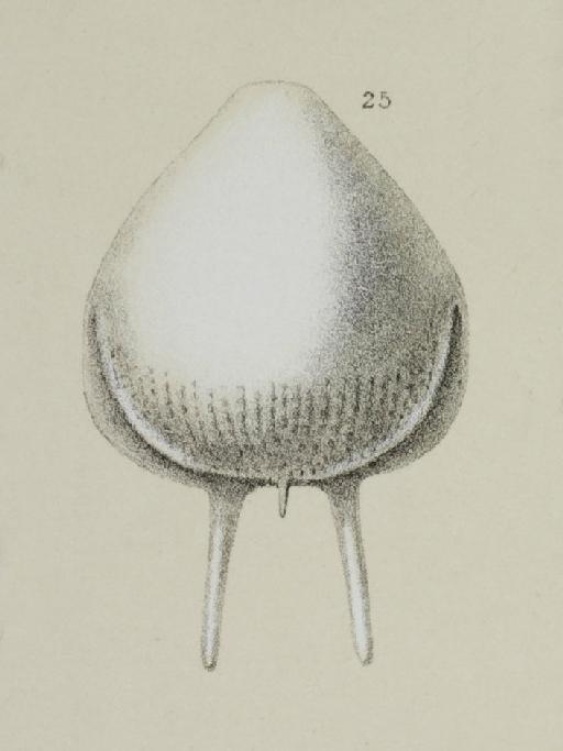 Fissurina alveolata var. caudigera (Brady, 1884) - ZF1613_60_25_Fissurina_alveolata_var_caudigera.jpg