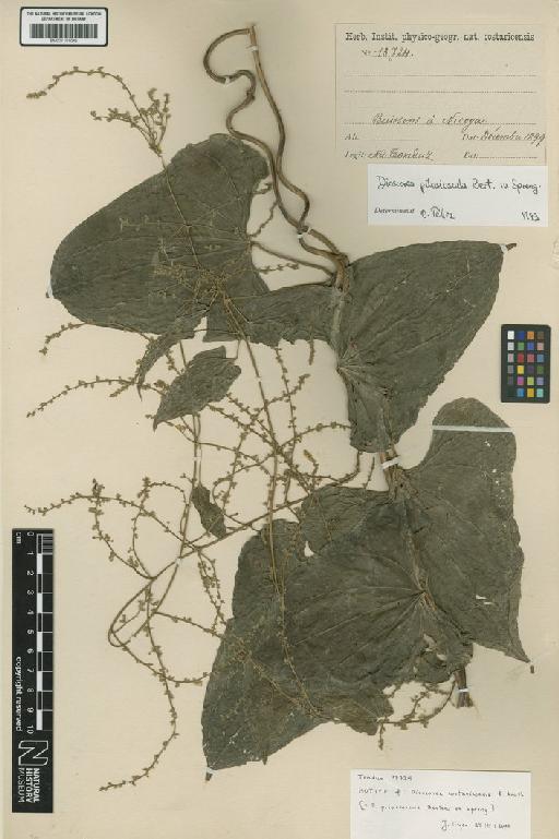 Dioscorea pilosiuscula Bertero ex Spreng. - BM001191046