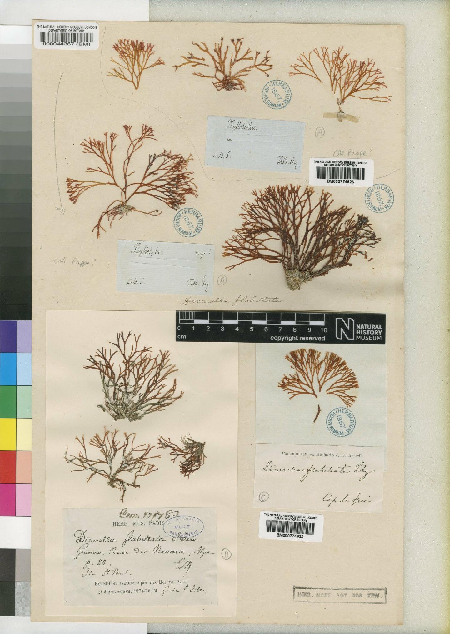 To NHMUK collection (Phyllotylus flabellatus J.Agardh; TYPE; NHMUK:ecatalogue:4858697)