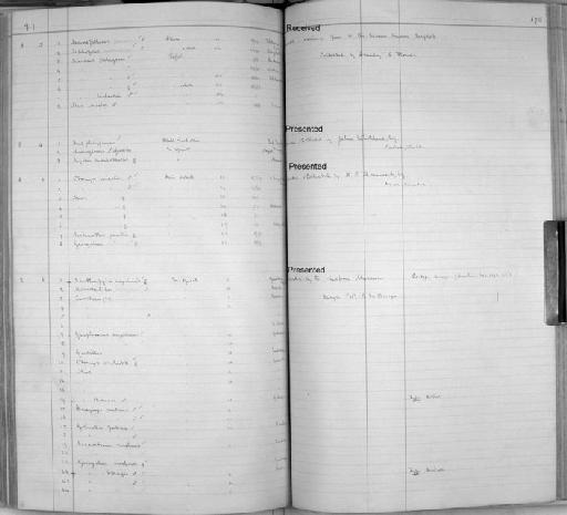 Graphiurus (Graphiurus) platyops Thomas, 1897 - Zoology Accessions Register: Mammals: 1891 - 1898: page 178