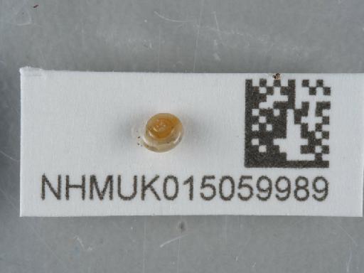Aegopinella pura (Alder, 1830) - 015059989_1