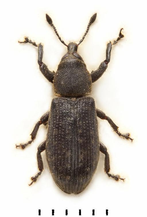 Carcilia strigicollis Roelofs, 1874 - Carcilia strigicollis-BMNH(E)1237667-dorsal colour