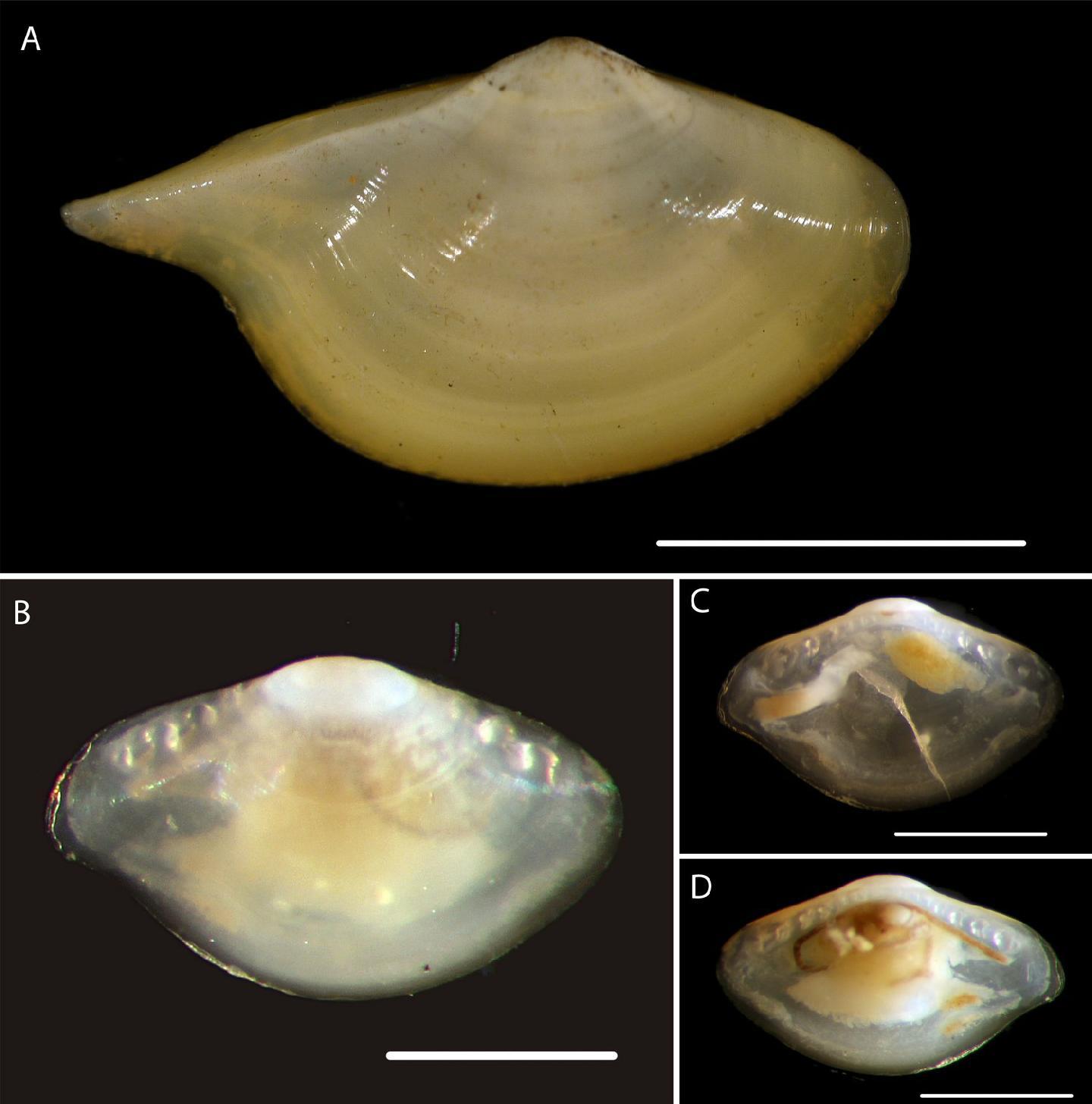 To NHMUK collection (Bathyspinula calcar Dall, 1908; NHMUK:ecatalogue:5594467)