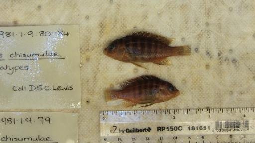 Labidochromis chisumulae Lewis, 1982 - BMNH 1981.1.9.80-84, PARATYPES, Labidochromis chisumulae