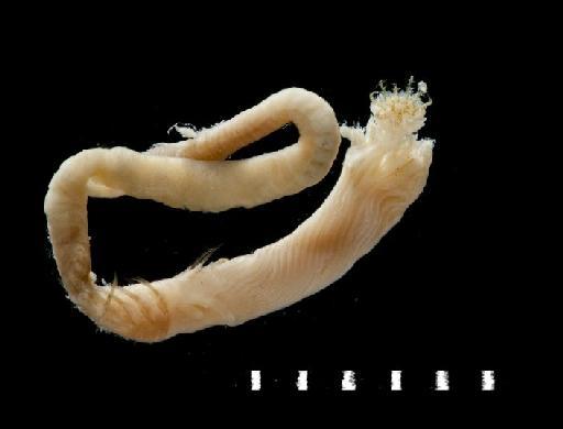 Hydroides capensis Zibrowius, 1972 - Polychaete type specimen; Serpullidae; 1961.9.819 lateral