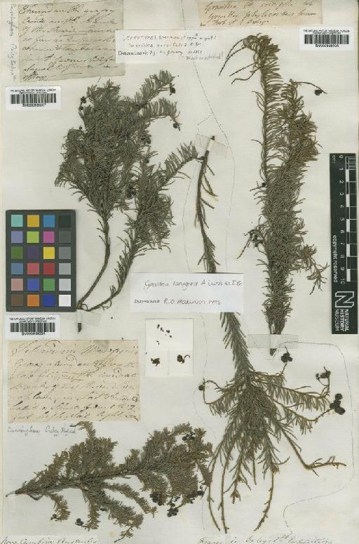 Grevillea lanigera A.Cunn. ex R.Br. - BM000939206
