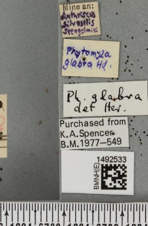 Napomyza glabra (Hendel, 1935) - BMNHE_1492533_a_label_54253