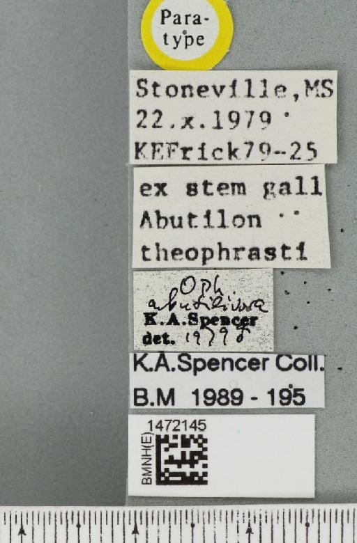 Ophiomyia abutilivora Spencer, 1986 - BMNHE_1472145_label_46948