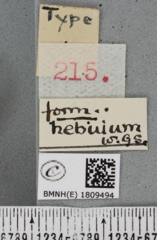 Eupithecia pulchellata Stephens, 1831 - BMNHE_1809494_label_381514