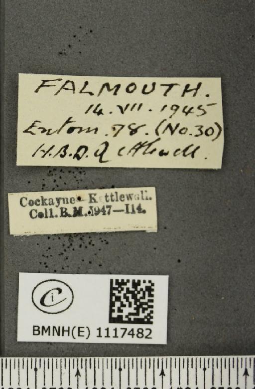 Pontia daplidice (Linnaeus, 1758) - BMNHE_1117482_label_68924