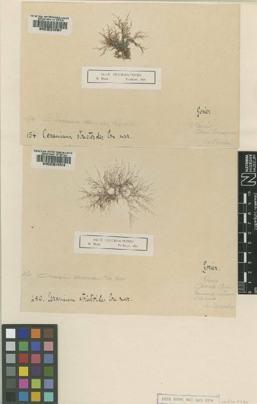 Ceramium corniculatum Mont. - BM000619307