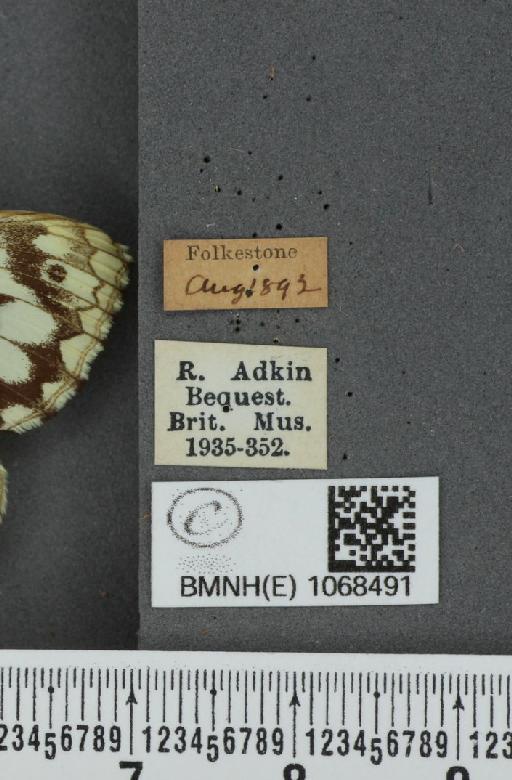 Melanargia galathea serena Verity, 1913 - BMNHE_1068491_label_34194