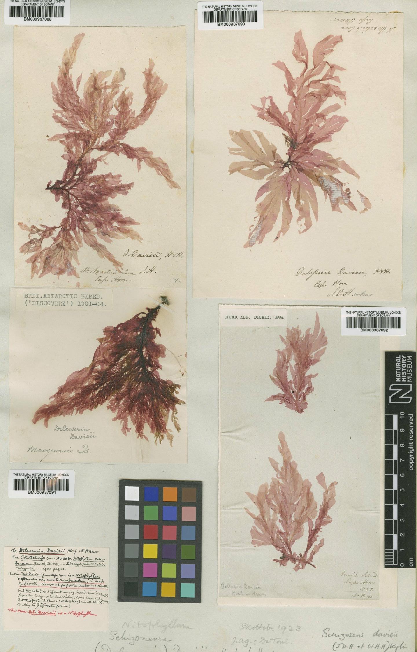 To NHMUK collection (Schizoseris davisii (Hook.f. & Harv.) Kylin; Isotype; NHMUK:ecatalogue:466576)