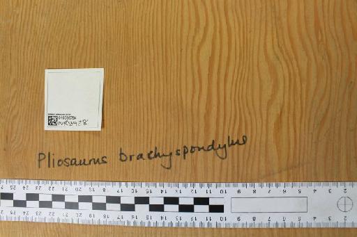 Pliosaurus brachyspondylus (Owen, 1840) - 010036784_L010222090_(1)