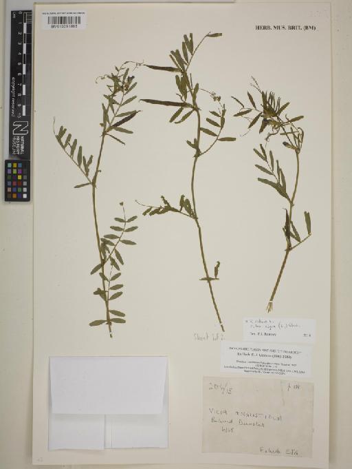 Vicia sativa subsp. nigra (L.) Ehrh. - BM013391888