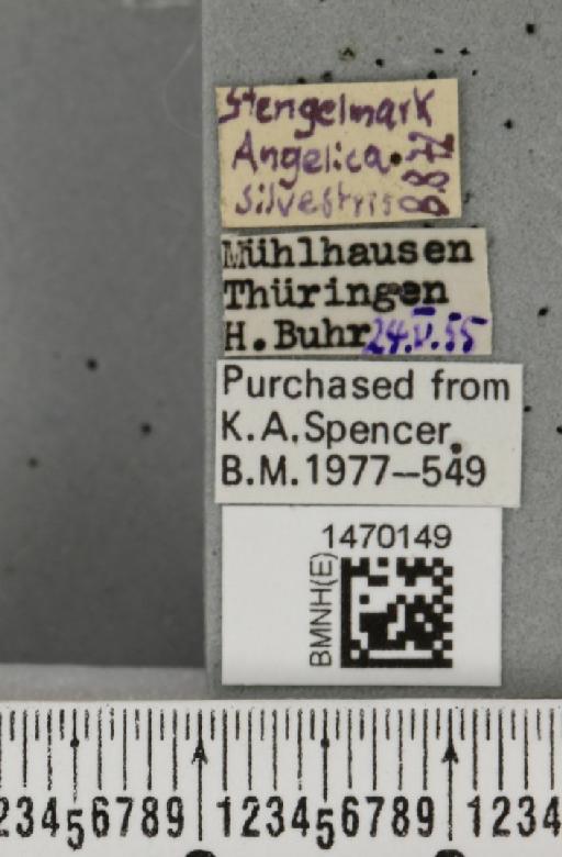 Melanagromyza angeliciphaga Spencer, 1969 - BMNHE_1470149_label_44699