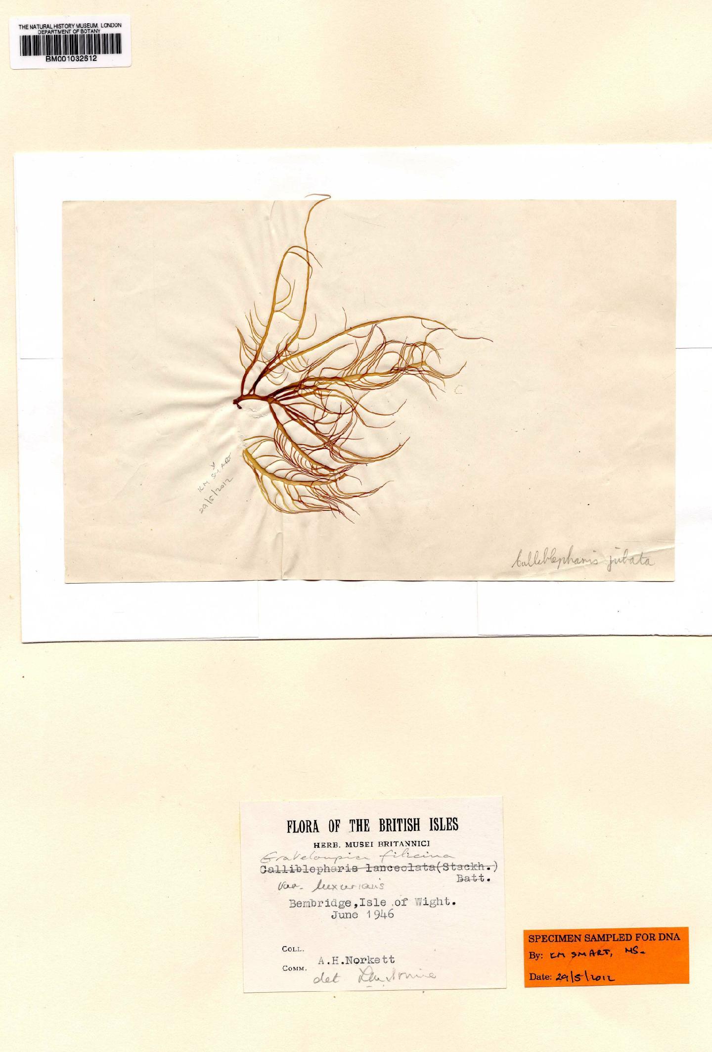 To NHMUK collection (Grateloupia subpectinata Holmes; NHMUK:ecatalogue:2360276)