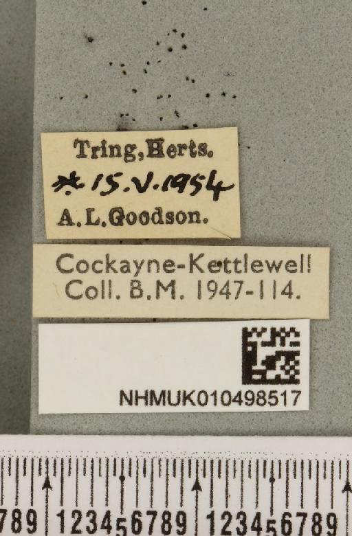 Colocasia coryli ab. melanotica Haverkampf, 1906 - NHMUK_010498517_label_556370