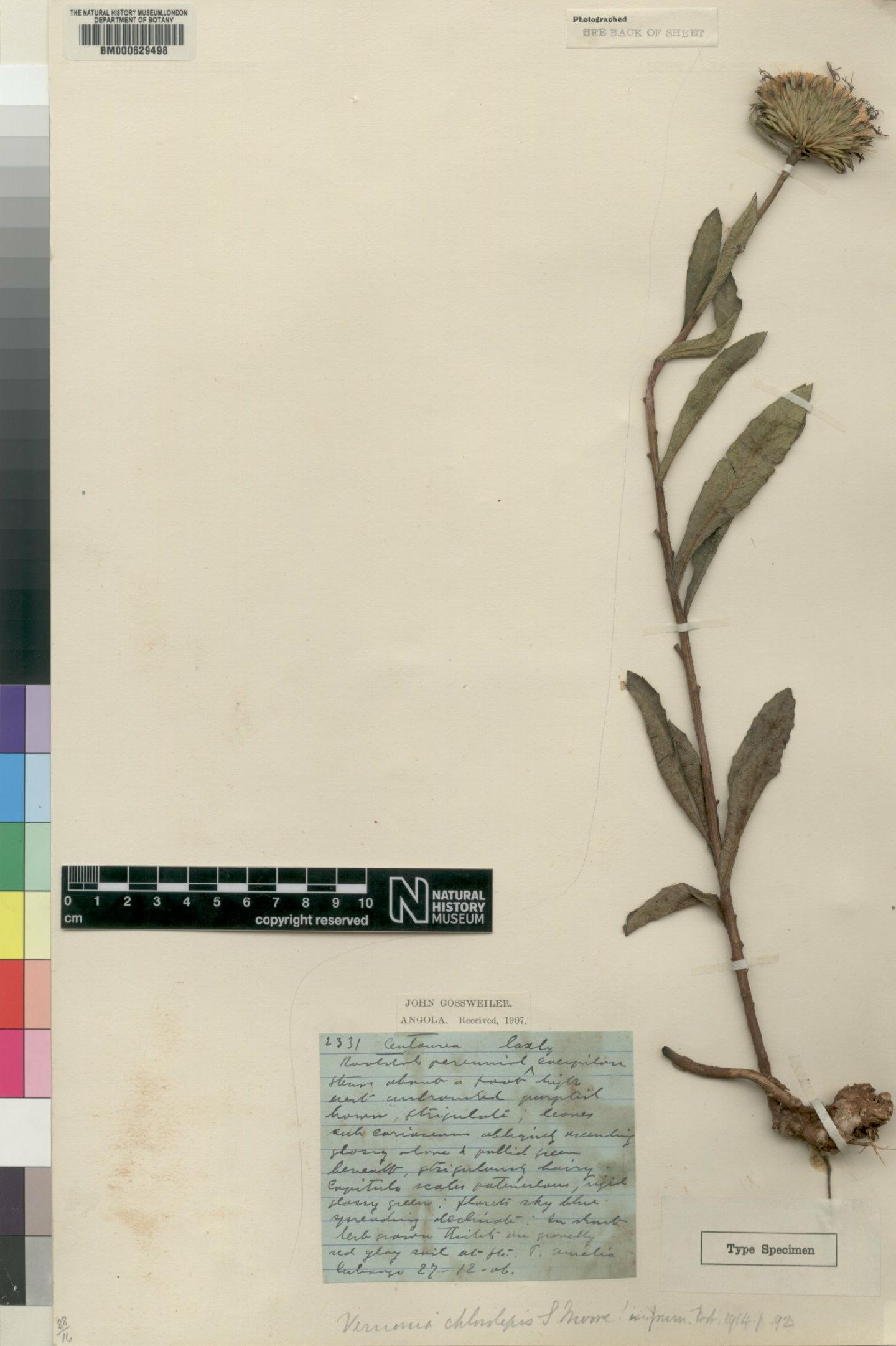 To NHMUK collection (Vernonia verrucata Klatt; Syntype; NHMUK:ecatalogue:4528490)