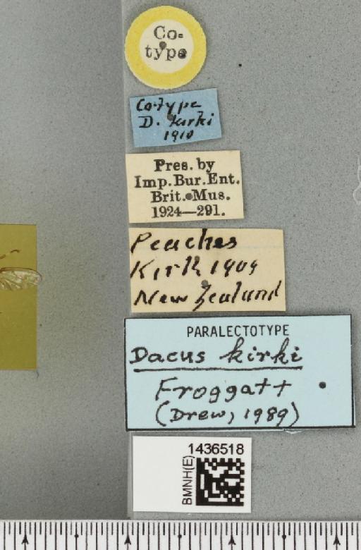 Bactrocera (Bactrocera) kirki (Froggatt, 1911) - BMNHE_1436518_label_30617