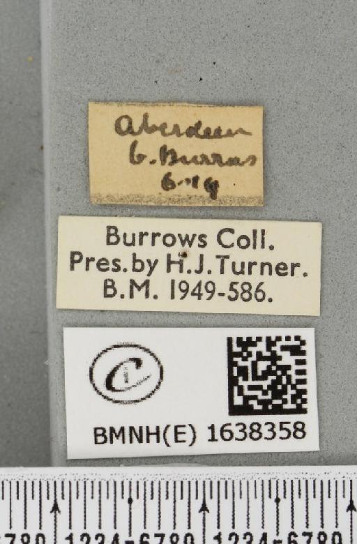 Furcula furcula (Clerck, 1759) - BMNHE_1638358_label_207748