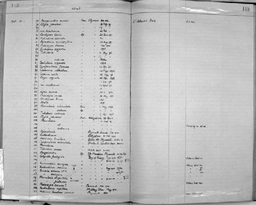 Bimeria biscayana Browne, 1907 - Zoology Accessions Register: Coelenterata: 1934 - 1951: page 113