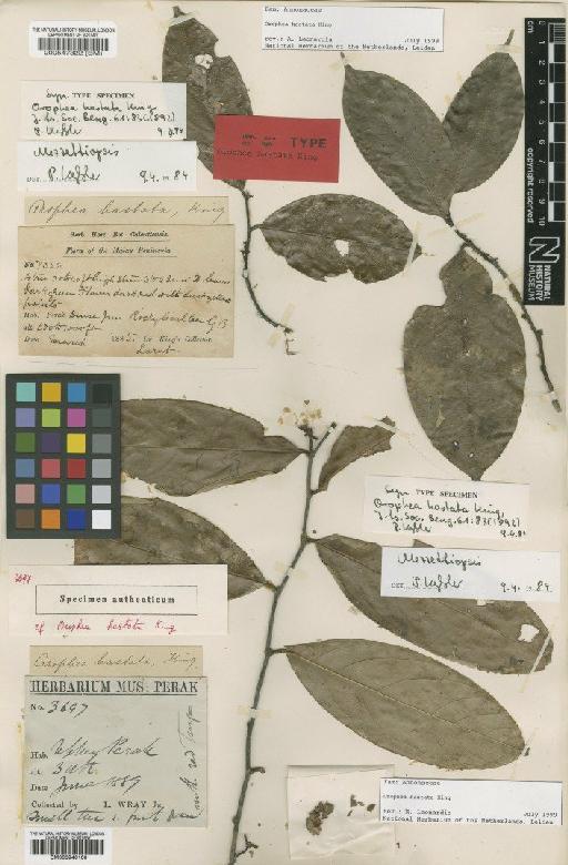 Orophea hastata King - BM000946100