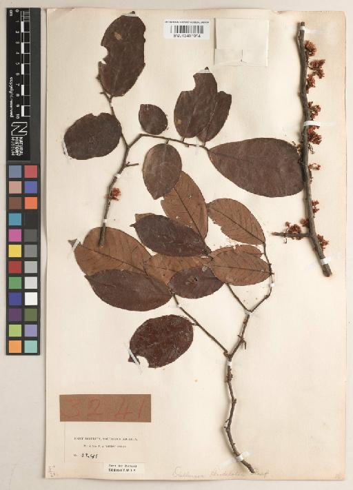 Dalbergia heudelotii Stapf - BM013405954
